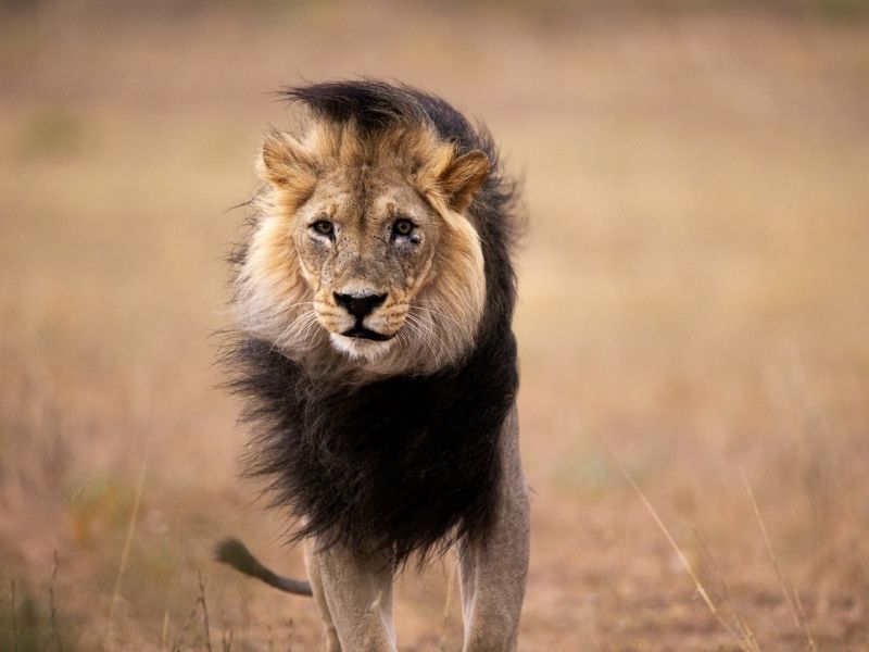 Rezerwat Przyrody Kalahari Centralne