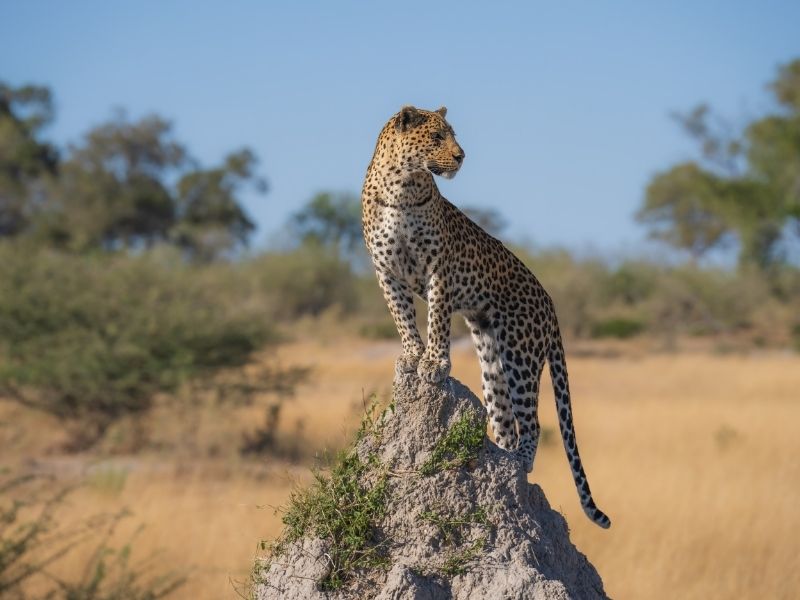 Park Narodowy Moremi