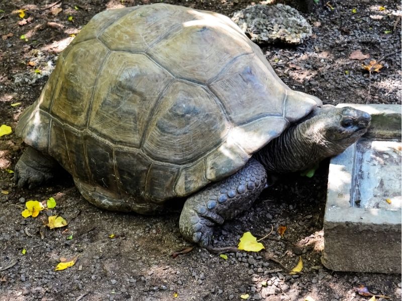 Rezerwat Île aux Aigrettes