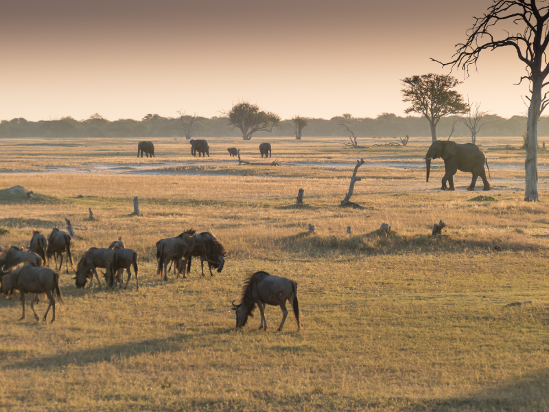 Park Narodowy Hwange