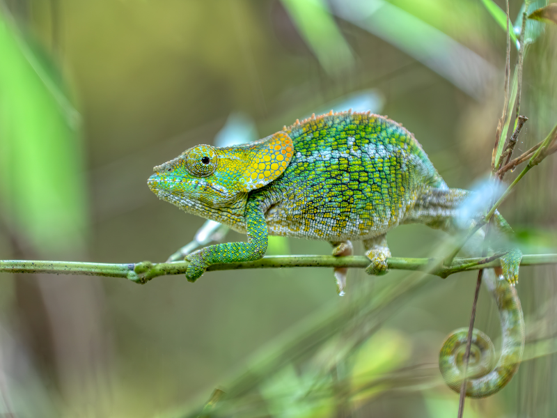Park Narodowy Andasibe-Mantadia