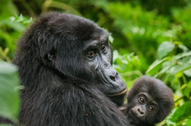 Wiza do UGANDY - instrukcja wypełnienia wniosku krok po kroku