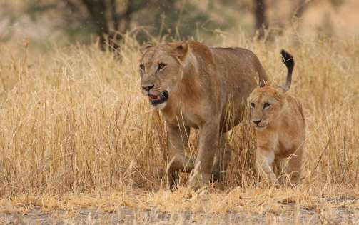 SAFARI TARANGIRE, MANYARA, NGORONGORO