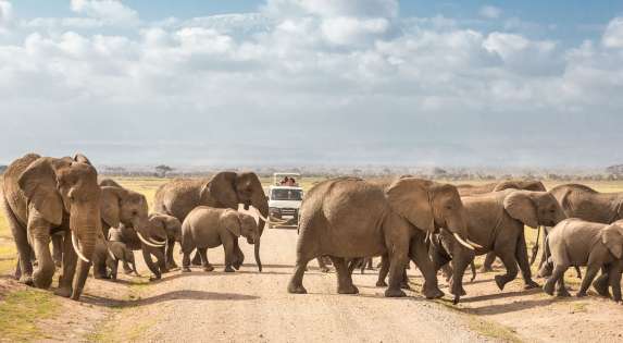 SAFARI w KENII: AMBOSELI