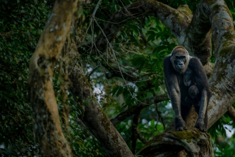 KONGO I DEMOKRATYCZNA REPUBLIKA KONGA