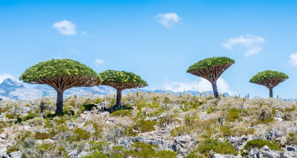 JEMEN: SOKOTRA - WYSPA SMOKÓW