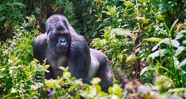 RWANDA - W KRAINIE GORYLI GÓRSKICH